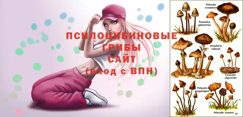 Галлюциногенные грибы GOLDEN TEACHER  Курчалой 